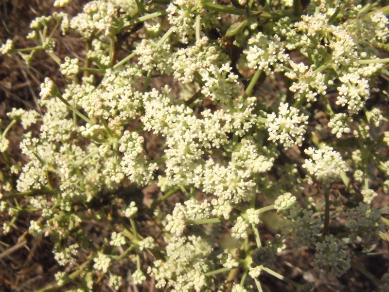 Seseli tortuosum / Finocchiella mediterranea